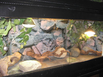awesome bearded dragon cages Zoo Med Reptihabitat Bearded Dragon Kit.jpg