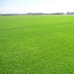 Paisajista Laila Huber: julio 2010