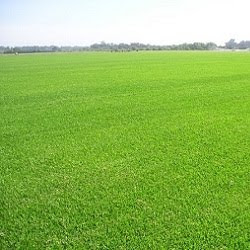 Paisajista Laila Huber: julio 2010