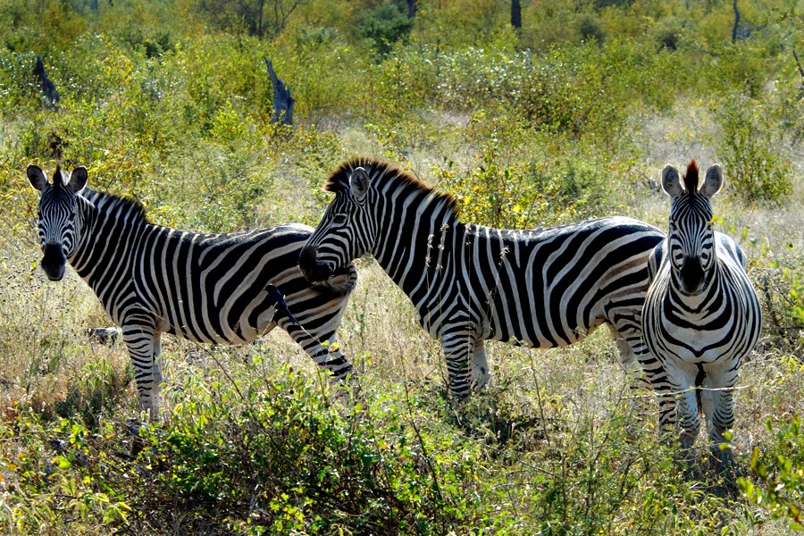 Death by Safari: Why Do Zebra’s Have Stripes?