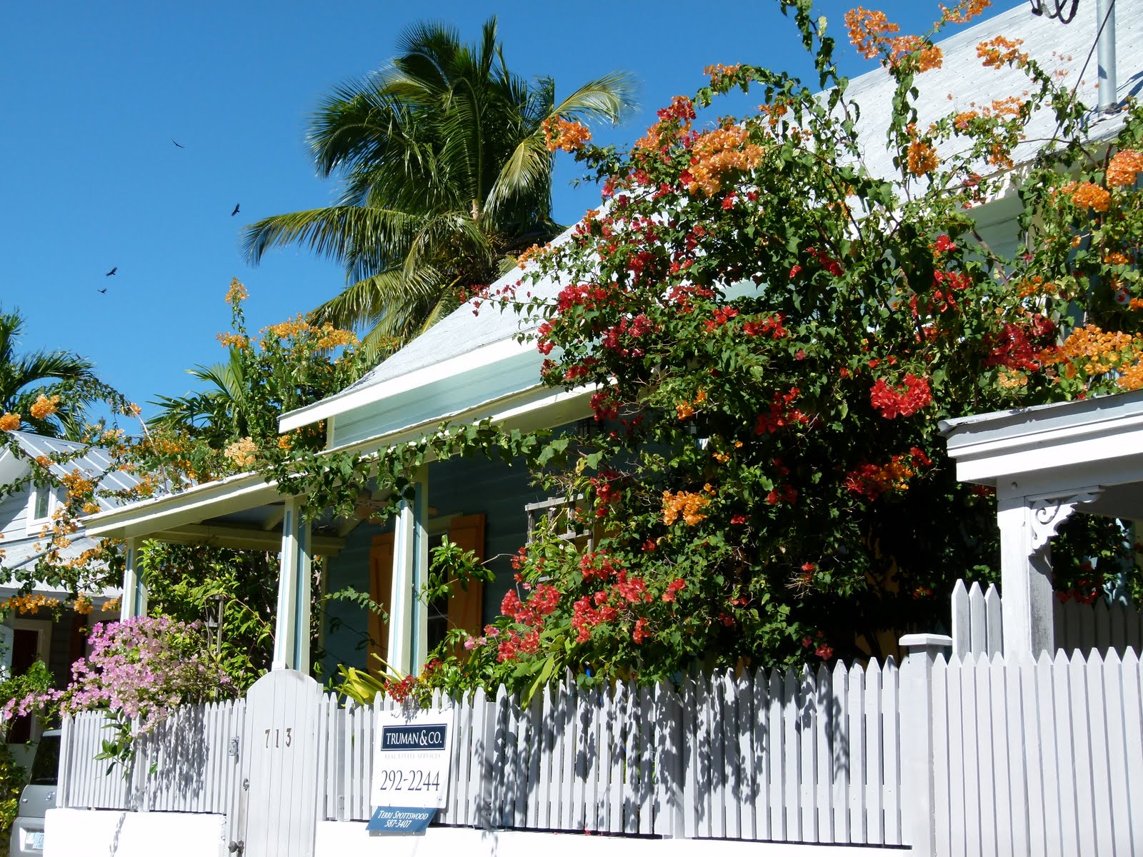 Visit Key West Fantastic flowers of Key West