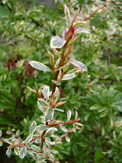 Pyracantha angustifolia Harlequin