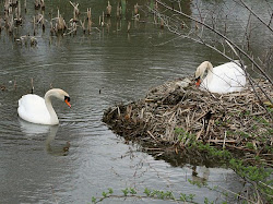 Nesting Swans Lake Logan