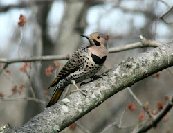 Northern Flicker