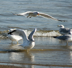 Seagull's At Caesar Creek Lake