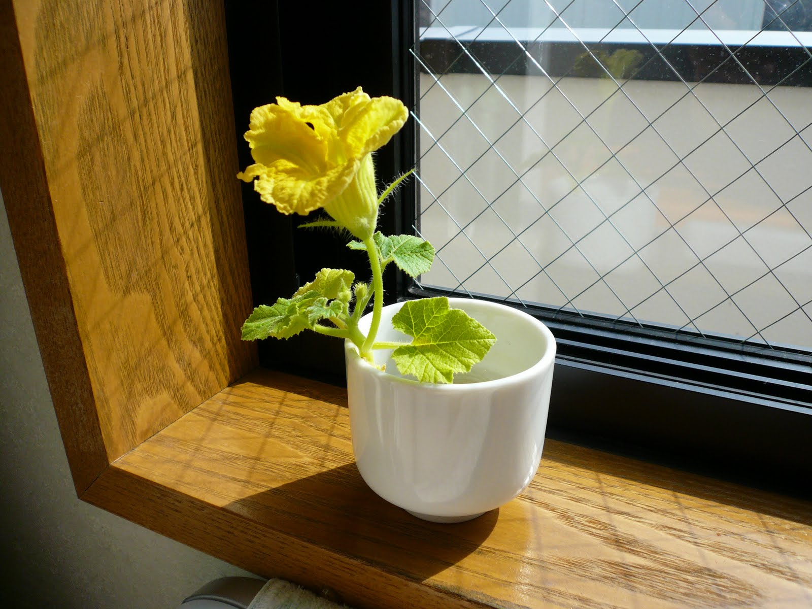 [P1020481.JPG]