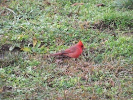 Red Cardinal Rules in the Wintertime