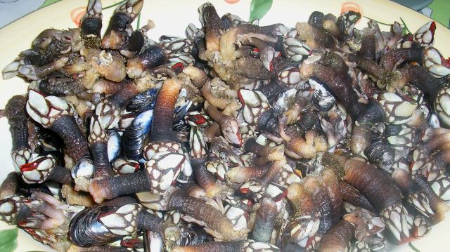 [PERCEBESAONATURAL002.jpg]