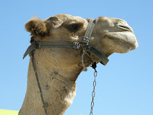 The Tourist Camel - Mount of Olives - Jerusalem - November 2009
