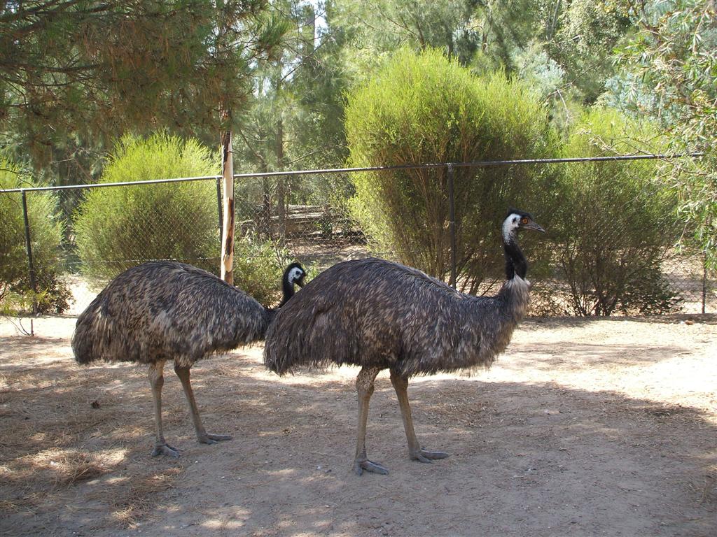 [Canberra+Zoo+Feb+09+033+(Large).jpg]