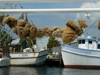 What's Up Tampa Bay | Blog: Tampa Bay Bucket List