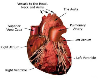 Juwita Blog: Health Fitness Tips Facts- Cardiovascular ... flow diagram of cardiovascular system 