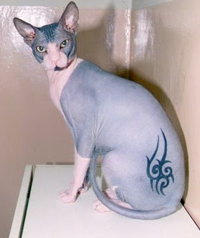Sphynx Cat Tattoo