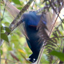 paradise bird rainforest animals biome tropical birds kinkajou salvo uploaded user