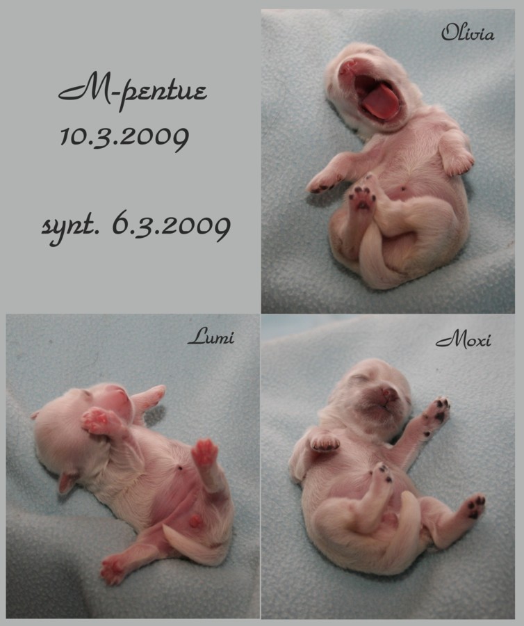 [2009-03-10_m-pentue_1.jpg]