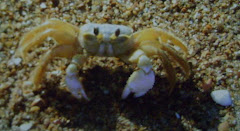 Ghost Crab & I Seeing Eye to Eye