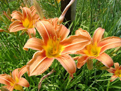 Ditch Lilies