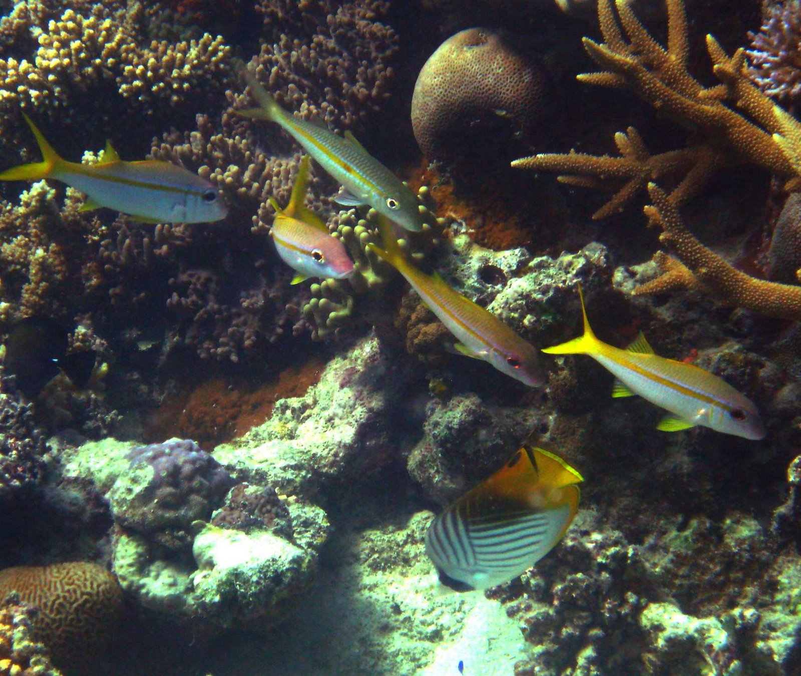 [Threadfin+with+goats.jpg]