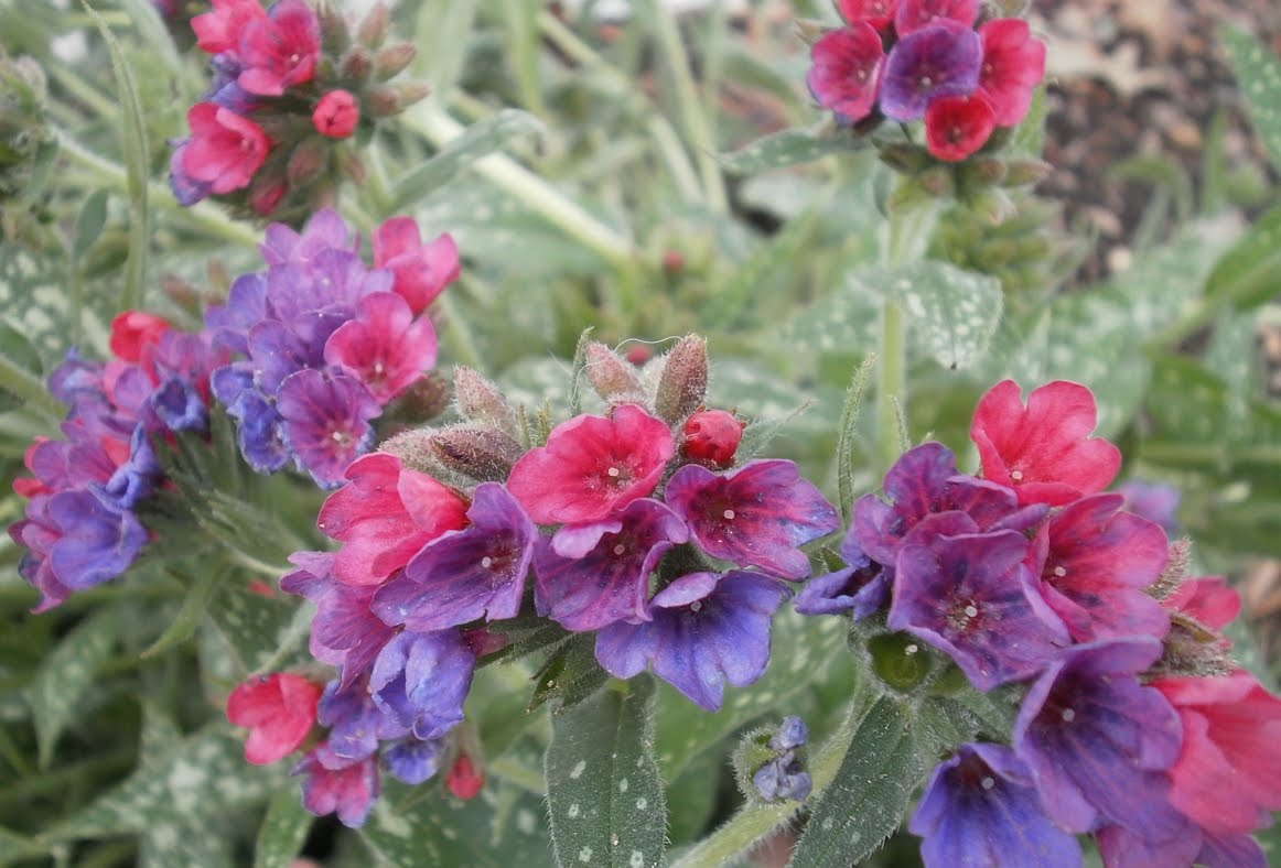 Plants are the Strangest People: Pretty pictures: Pulmonaria 'Raspberry ...
