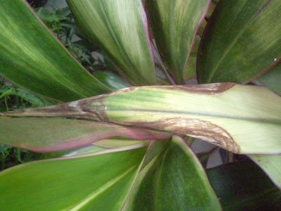 観葉植物の名前 – Kentia palm (Howea forsteriana)