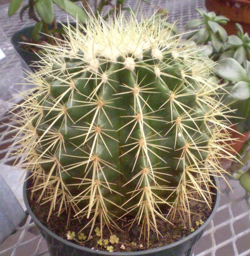 [echinocactus+grusonii+(own)2.jpg]