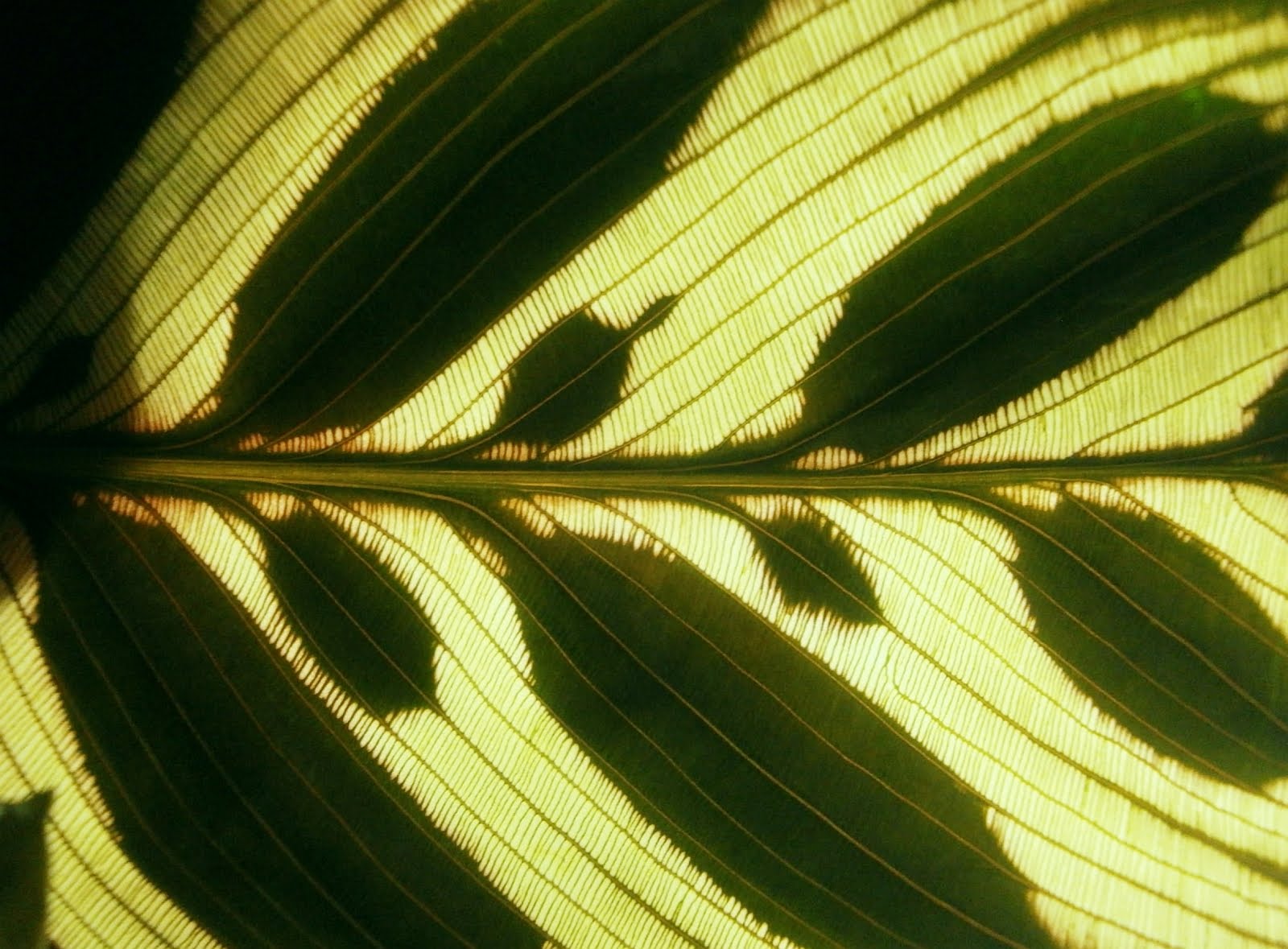 Calathea makoyana: ケア、生殖、黄色の葉 - Calathea makoyana の黄色の葉とその他の問題