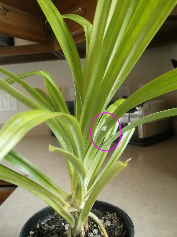 Plants Are The Strangest People Unfinished Business Pand And Then I Turned The Plant To Get A Diffe Angle Discovered Mealybugs