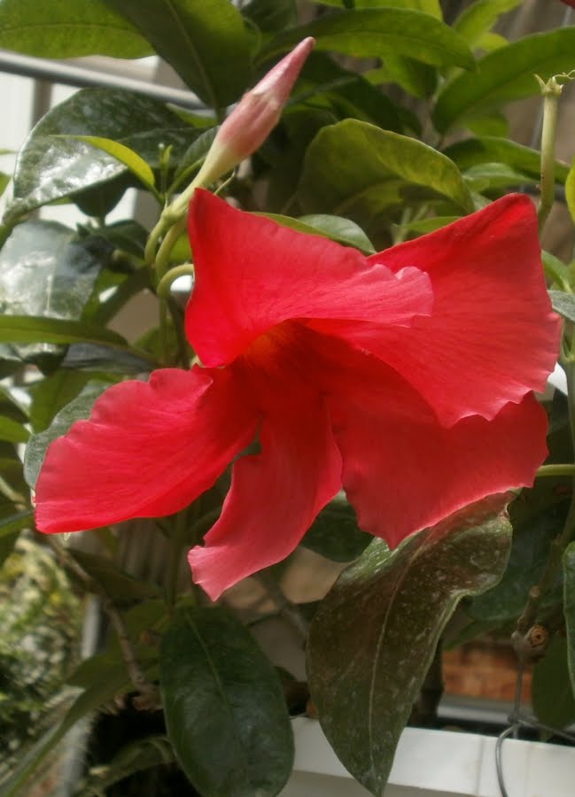 Plants are the Strangest People Pretty pictures Mandevilla cvv.