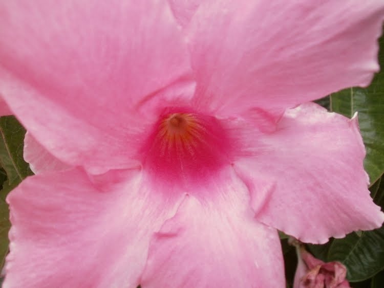 Plants are the Strangest People Pretty pictures Mandevilla cvv.