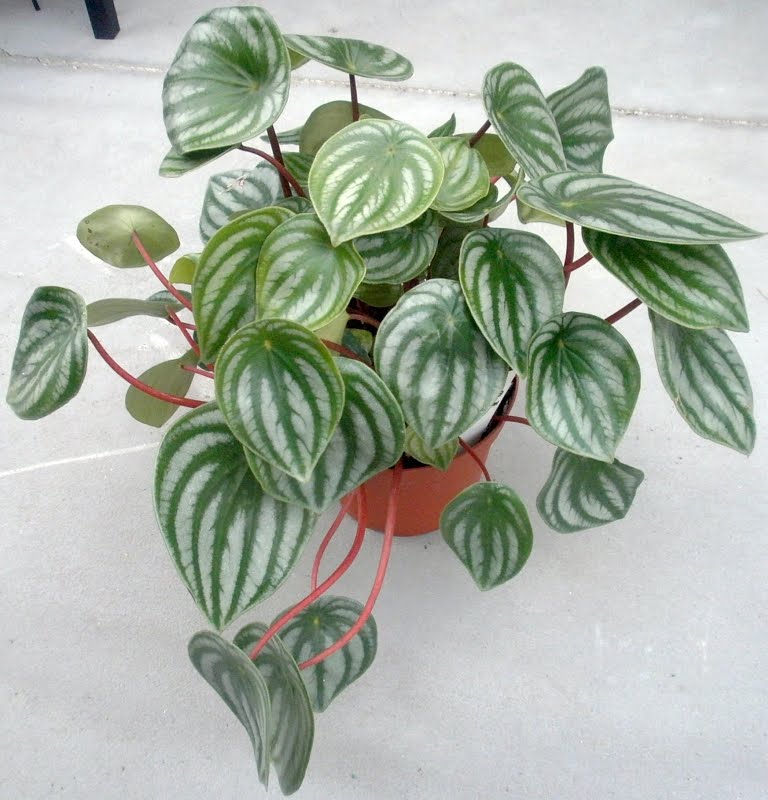 Традесканция Пеперомия. Пеперомия albovittata. Пеперомия Милано. Пеперомия айс Квин