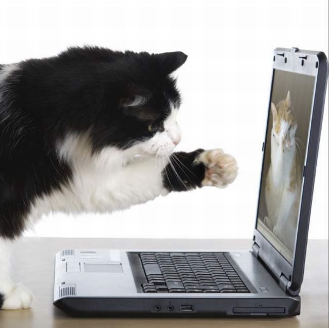 [cat+vs+computer+84370144.jpg]