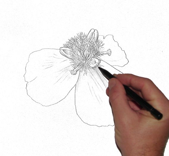 [C-+camara+clara+desenho+e+mão.jpg]