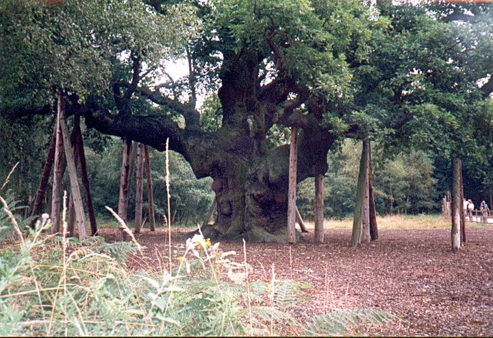 Walt Disney's Story Of Robin Hood: The Major Oak