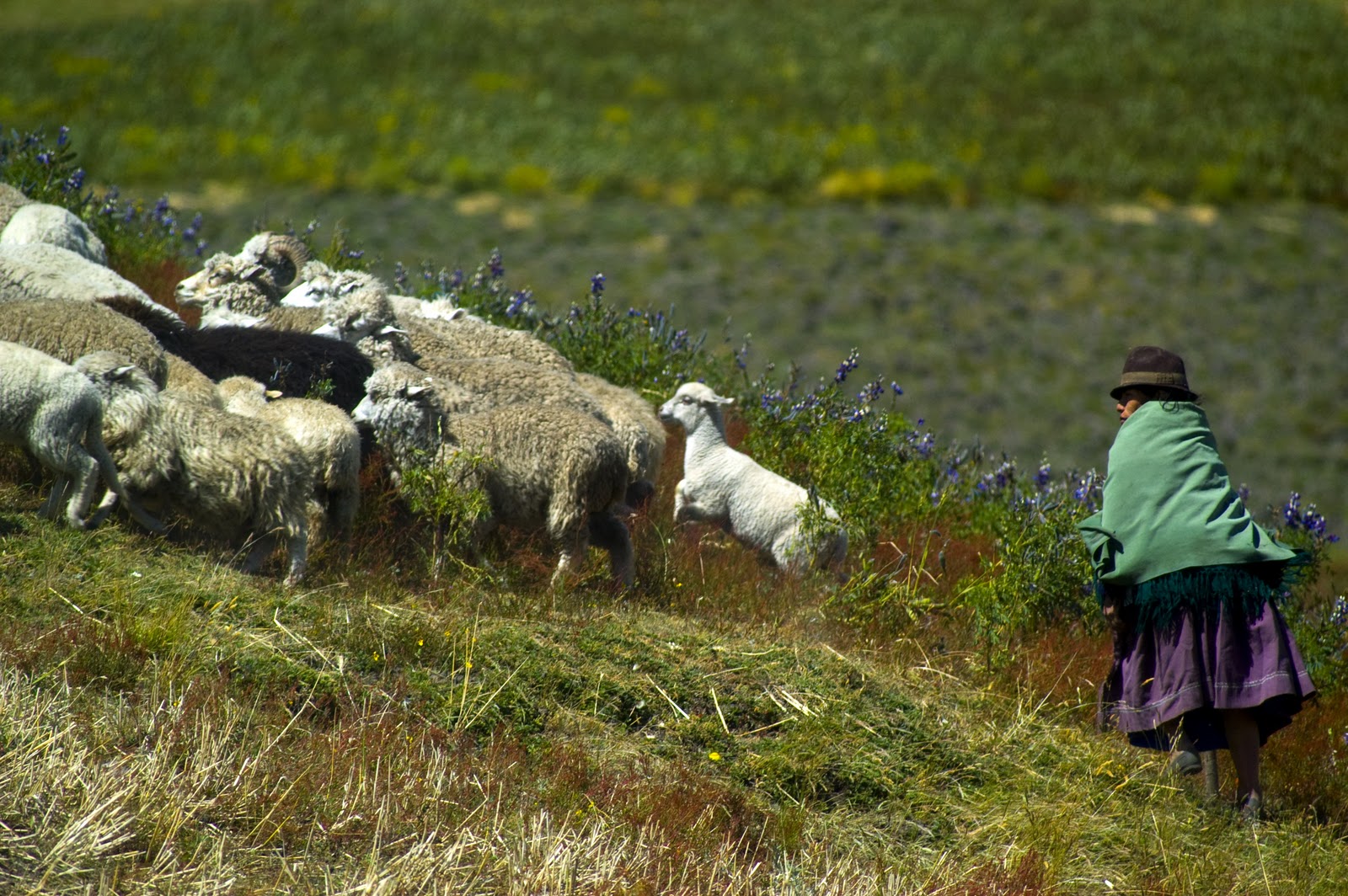 God's Natural World: The Lord is My Shepherd