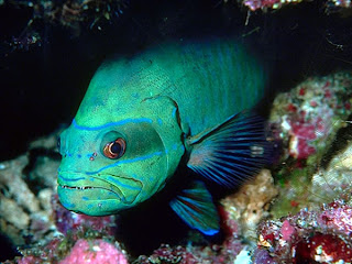 peces01.jpg