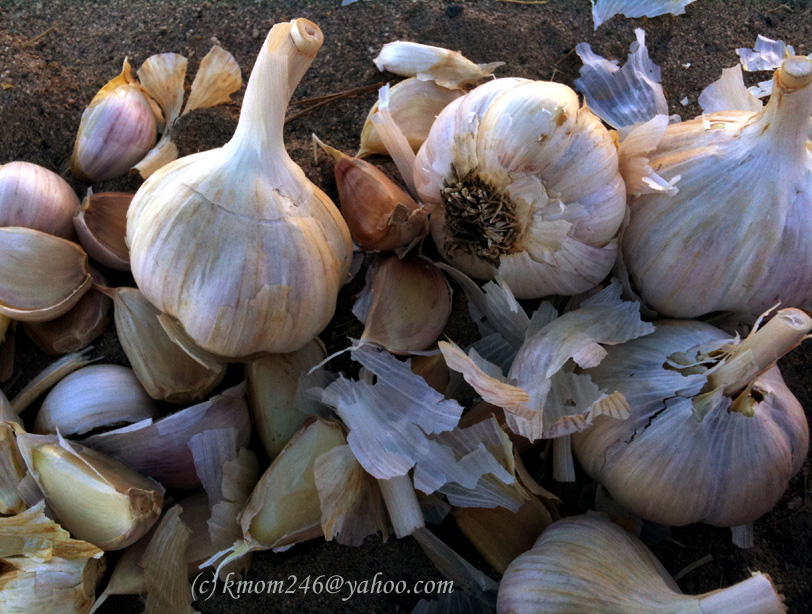 High Desert Gardening Garlic Planting Season