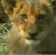 [1+-+my+cub+face.jpg]