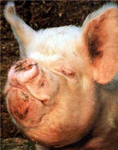 [pig_face-11964.jpg]