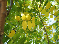 walnut tree leaves