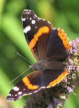 Red Admiral