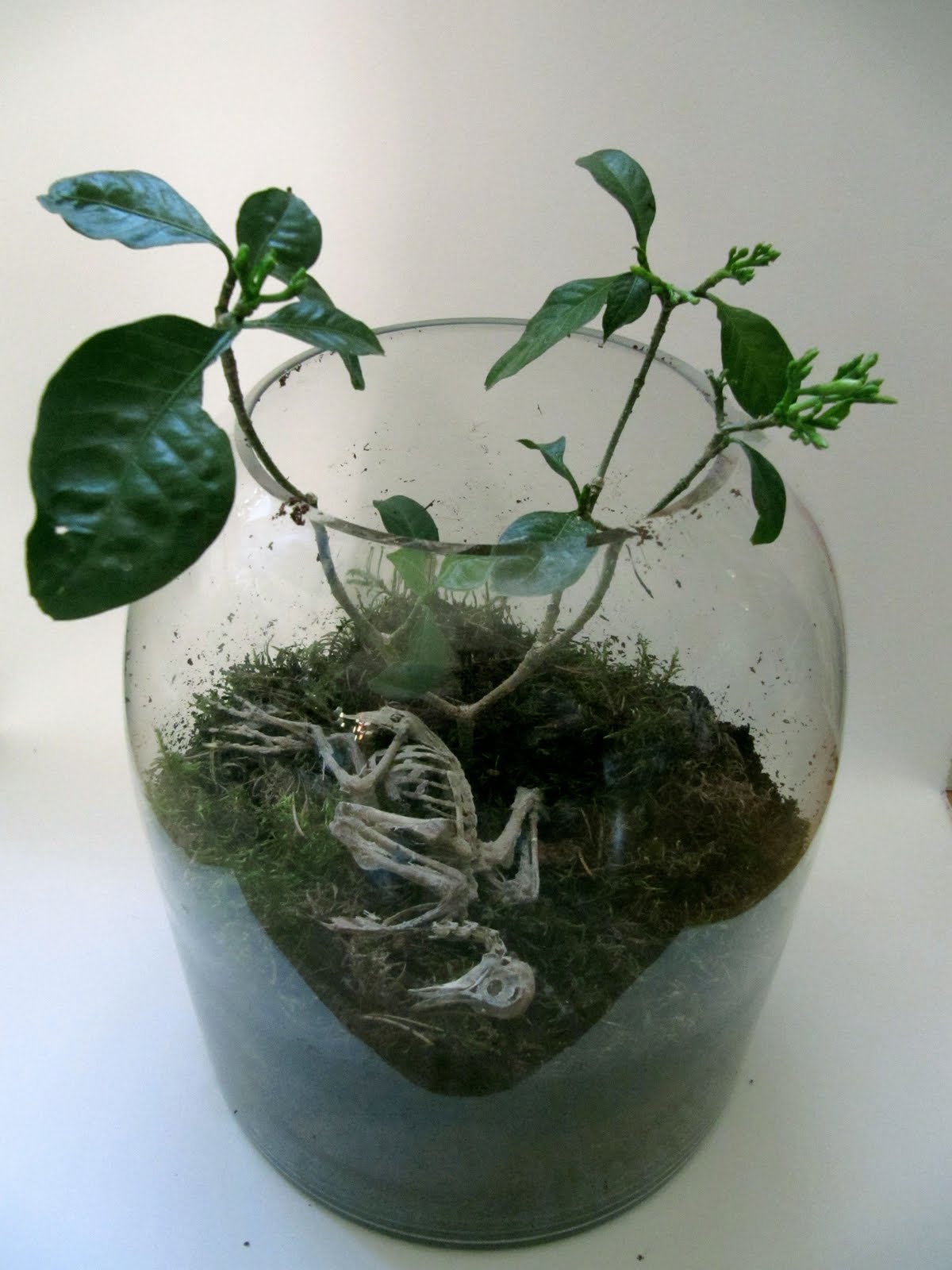 The Omar Museum of Natural History Terrariums