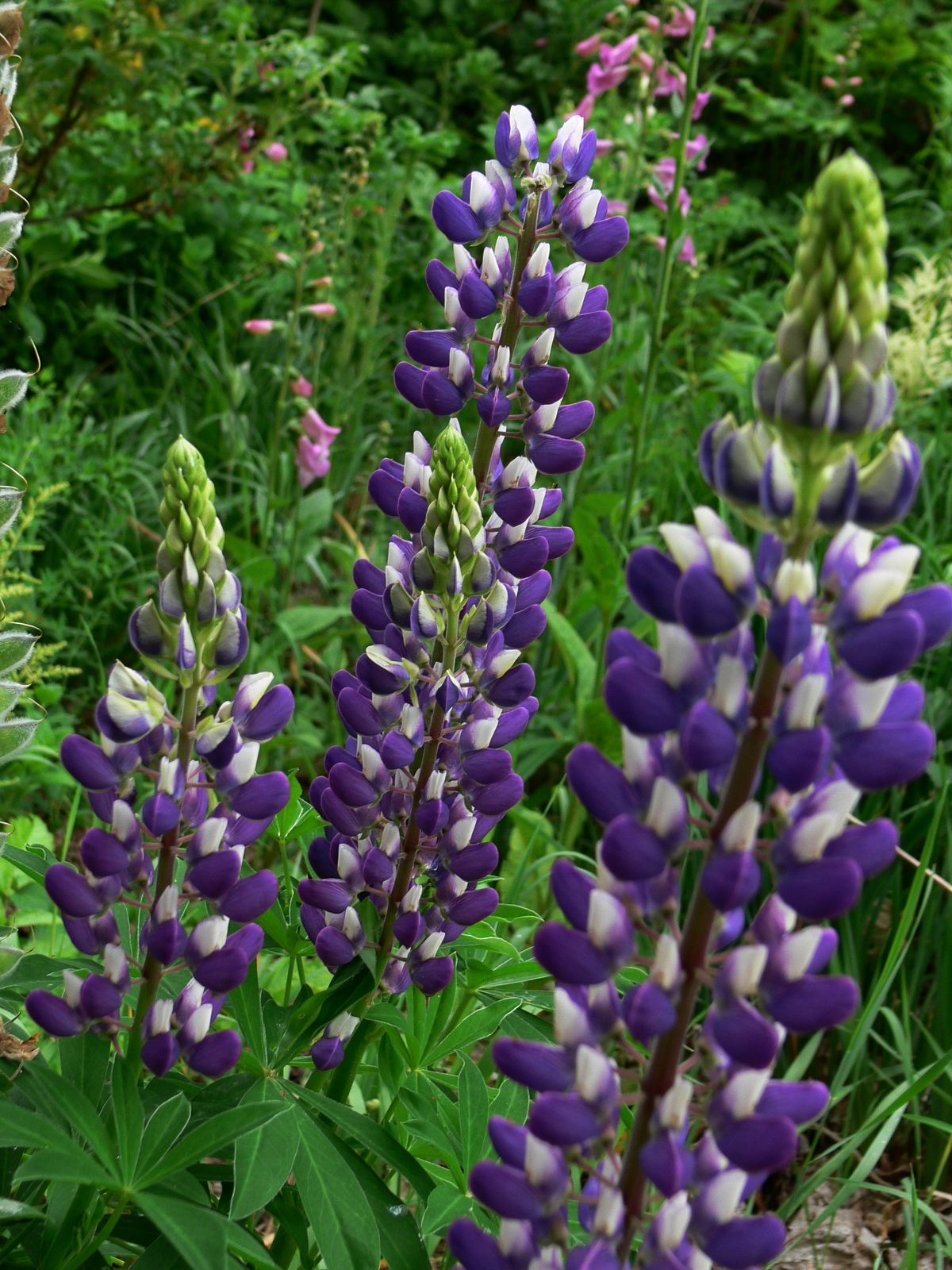 The Vermont Gardener Vermont Lupines