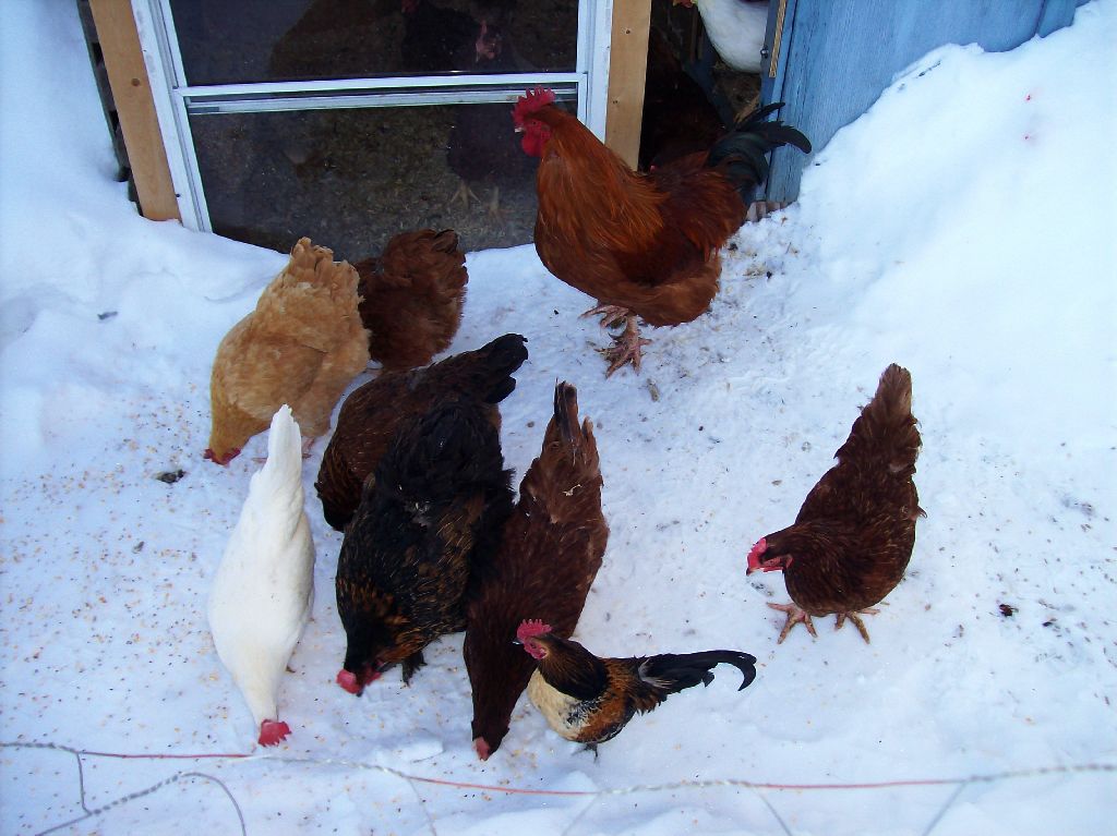 The Vermont Gardener "Green" Chickens