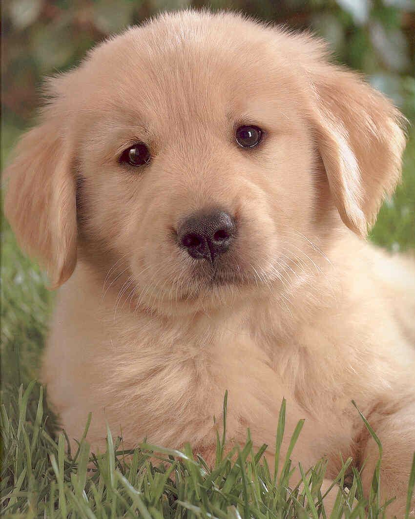 [PUPPY_LOVE001_GOLDEN_RETRIEVER.jpg]