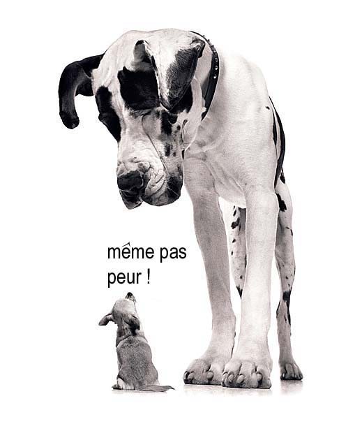 [Meme+pas+peur.jpg]