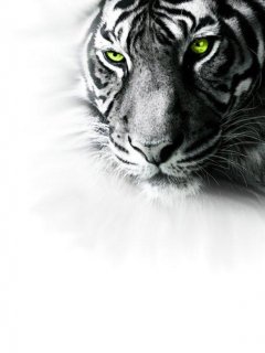 [whitetiger_kpakjwe6.jpg]