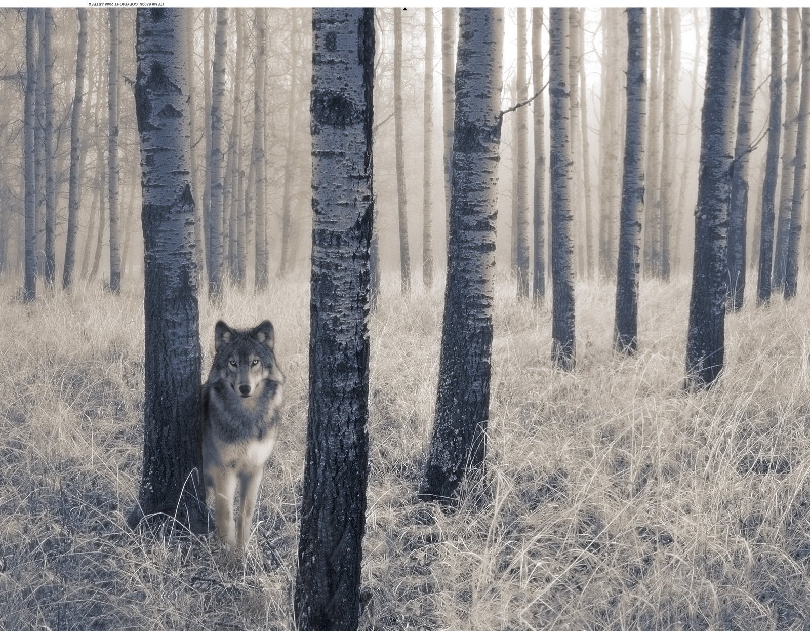 [667-63906_Lone_Wolf.jpg]