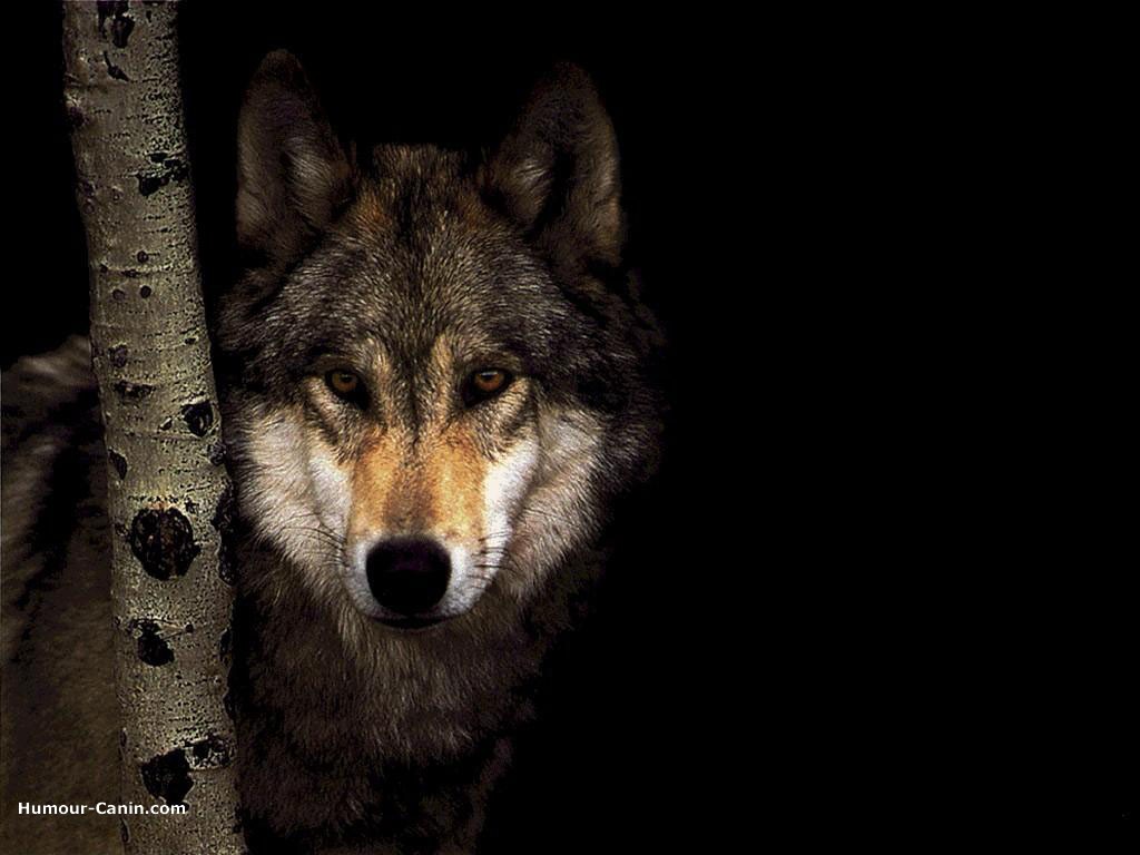 [real_9977_wolf01.jpg]