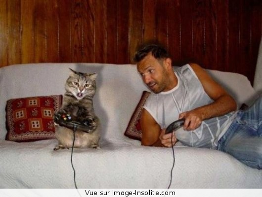 [chat_joue_console.jpg]