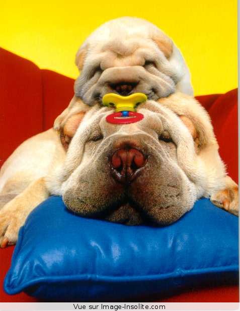 [chiens_mignons.jpg]